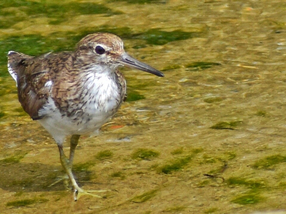 Перевозчик - ML644688418