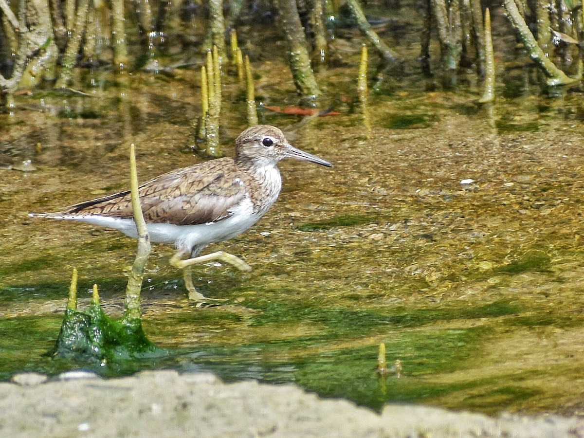 Черныш - ML644688419