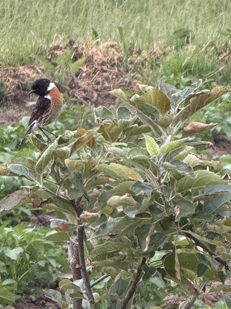European Stonechat - ML644688425