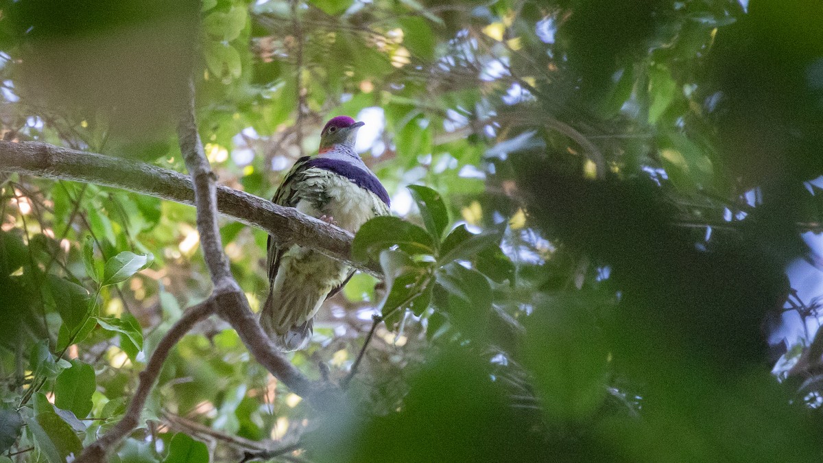 Ptilope superbe - ML644688428