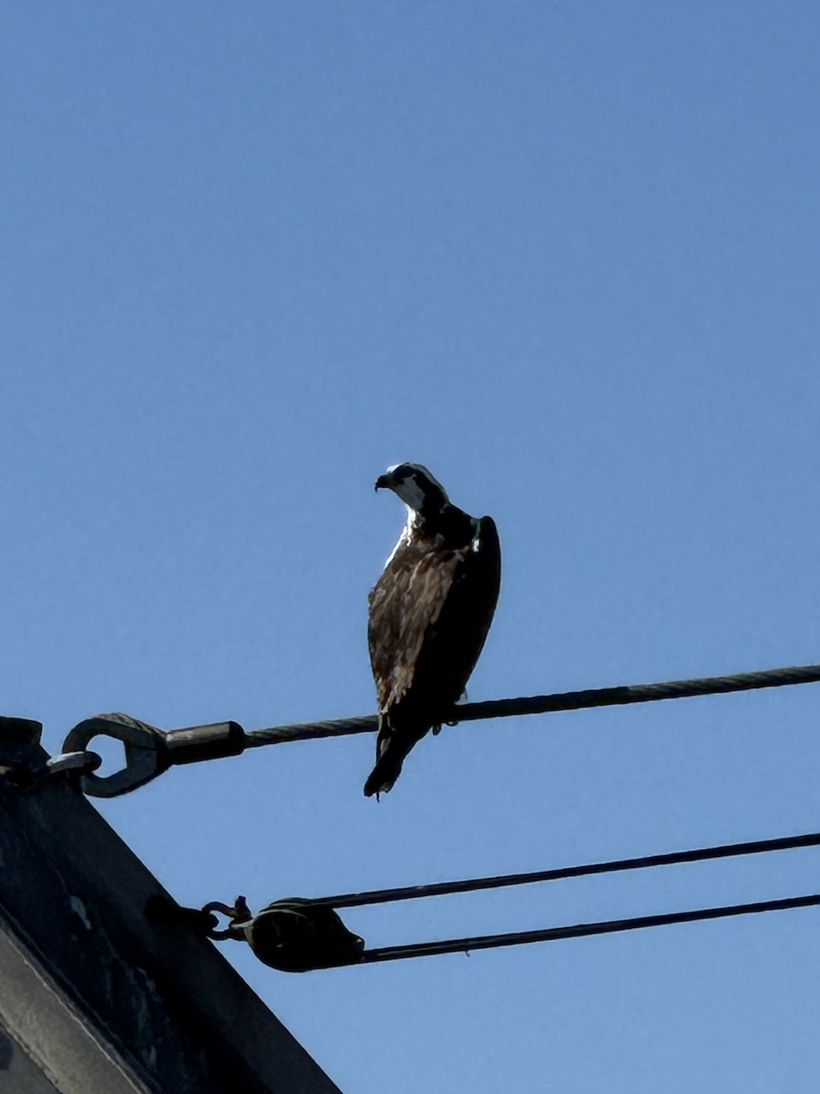 Osprey - ML644688429