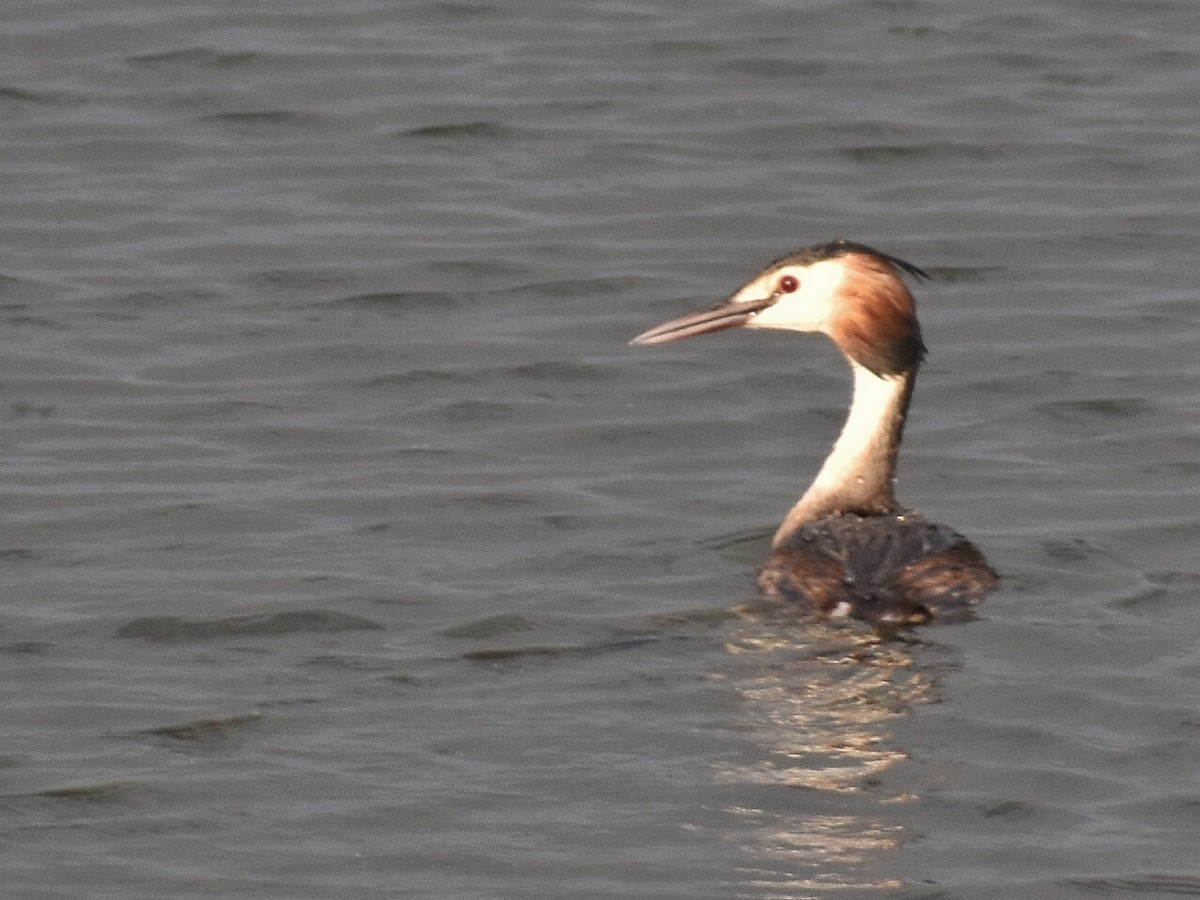 Чомга - ML644688434