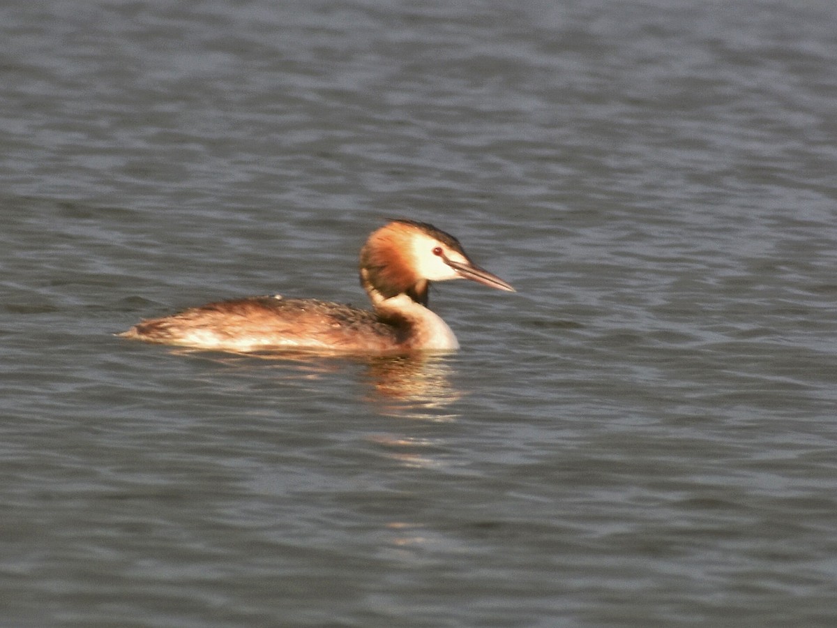 Чомга - ML644688435