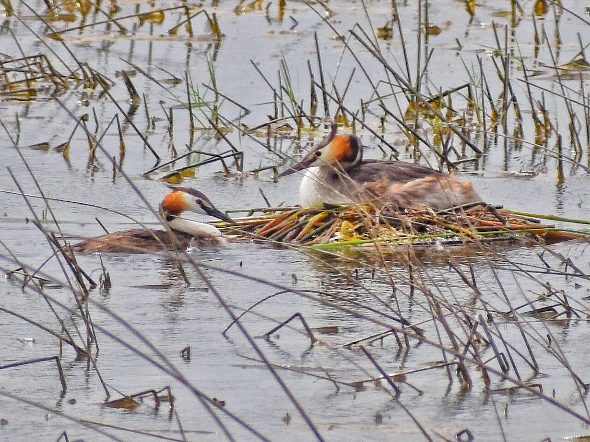 Чомга - ML644688436