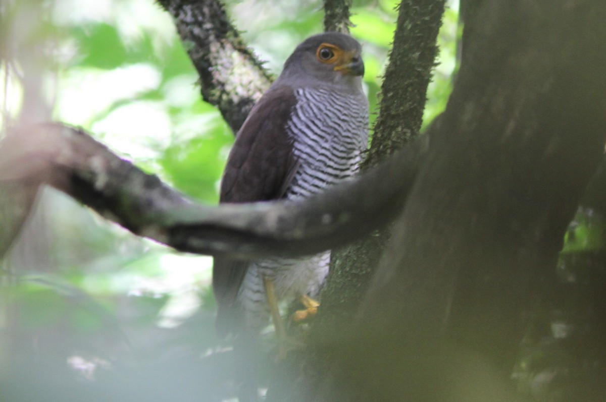 Barred Forest-Falcon - ML644688439