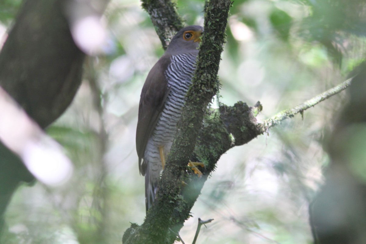 Barred Forest-Falcon - ML644688440