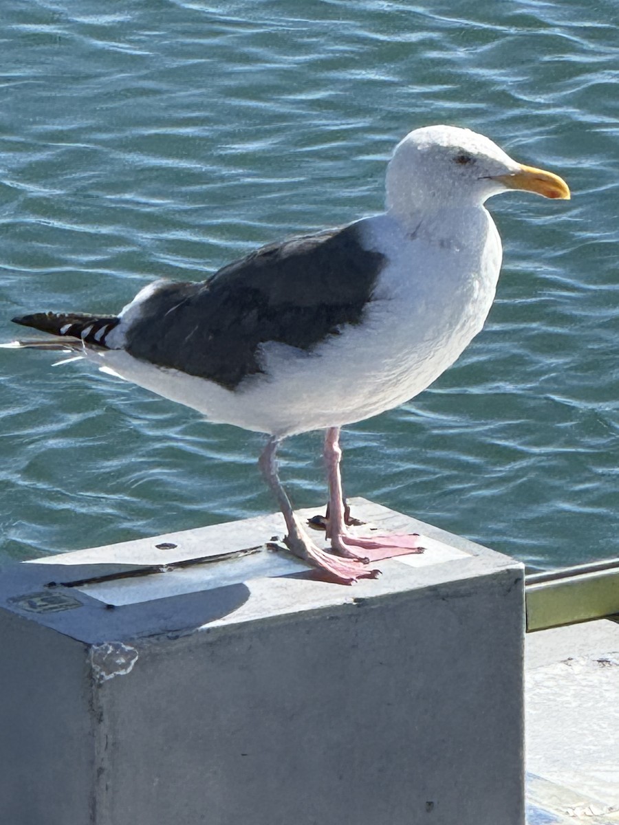 Gaviota Occidental - ML644688446