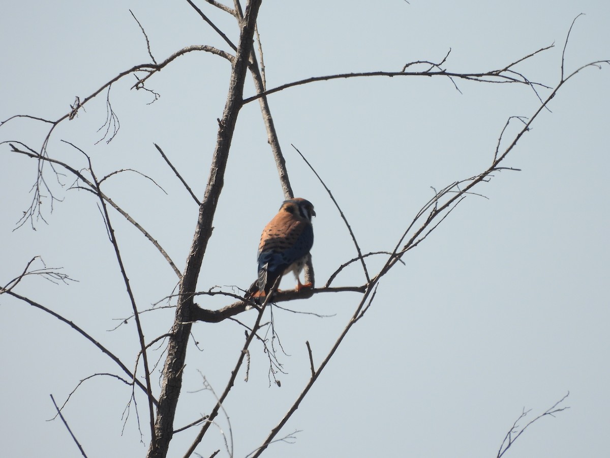 Боривітер американський - ML644688447