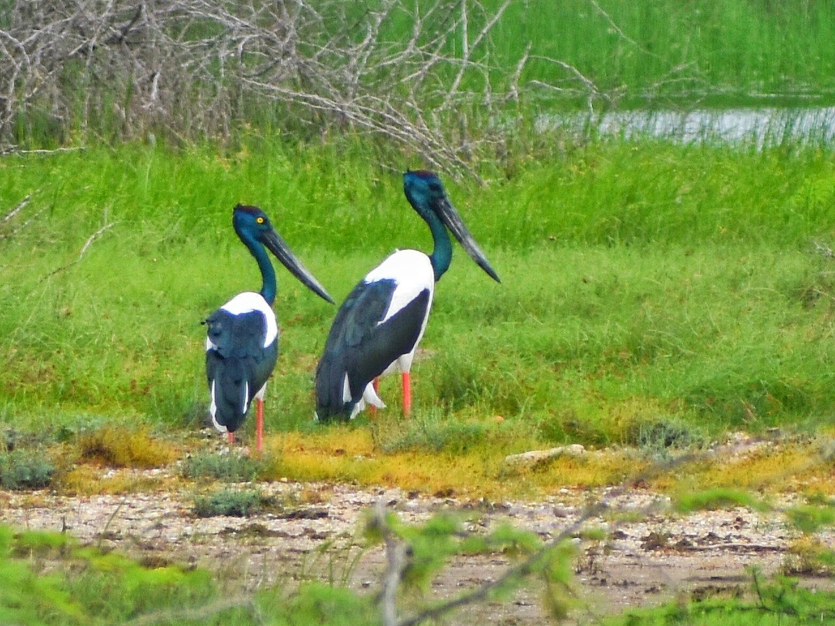 svarthalsstork - ML644688449