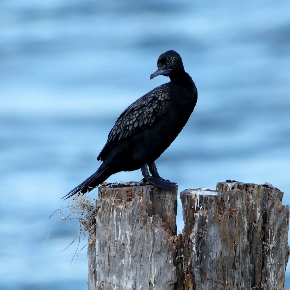 Little Black Cormorant - ML644688457