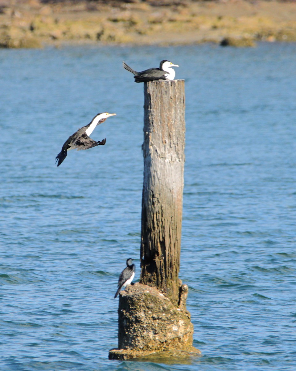 Pied Cormorant - ML644688459