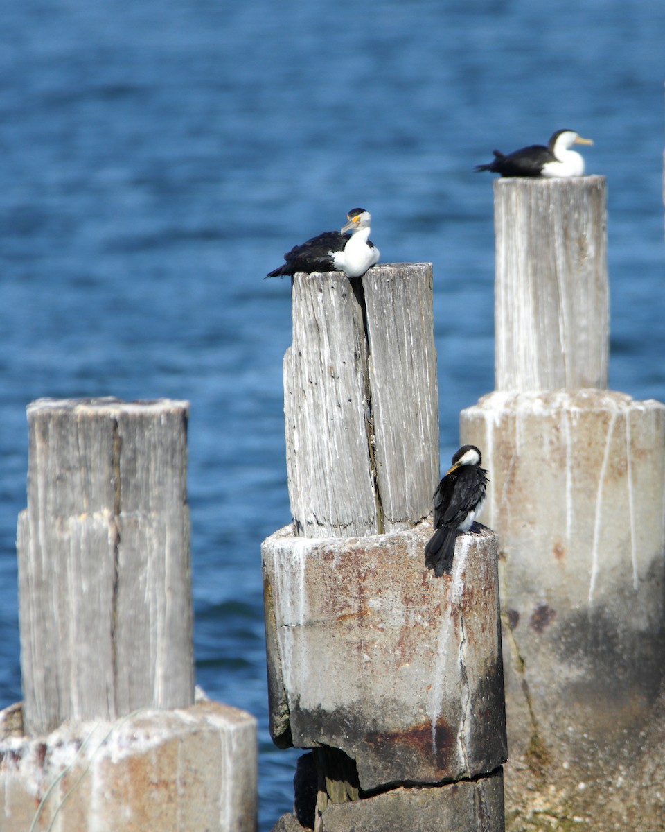 Pied Cormorant - ML644688460