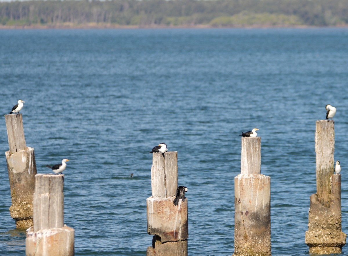 kormorán pestrý - ML644688461