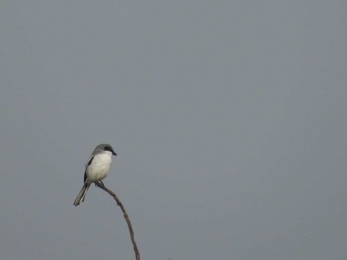 Сорокопуд американський - ML644688465