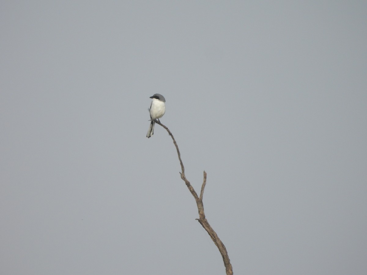 Сорокопуд американський - ML644688466