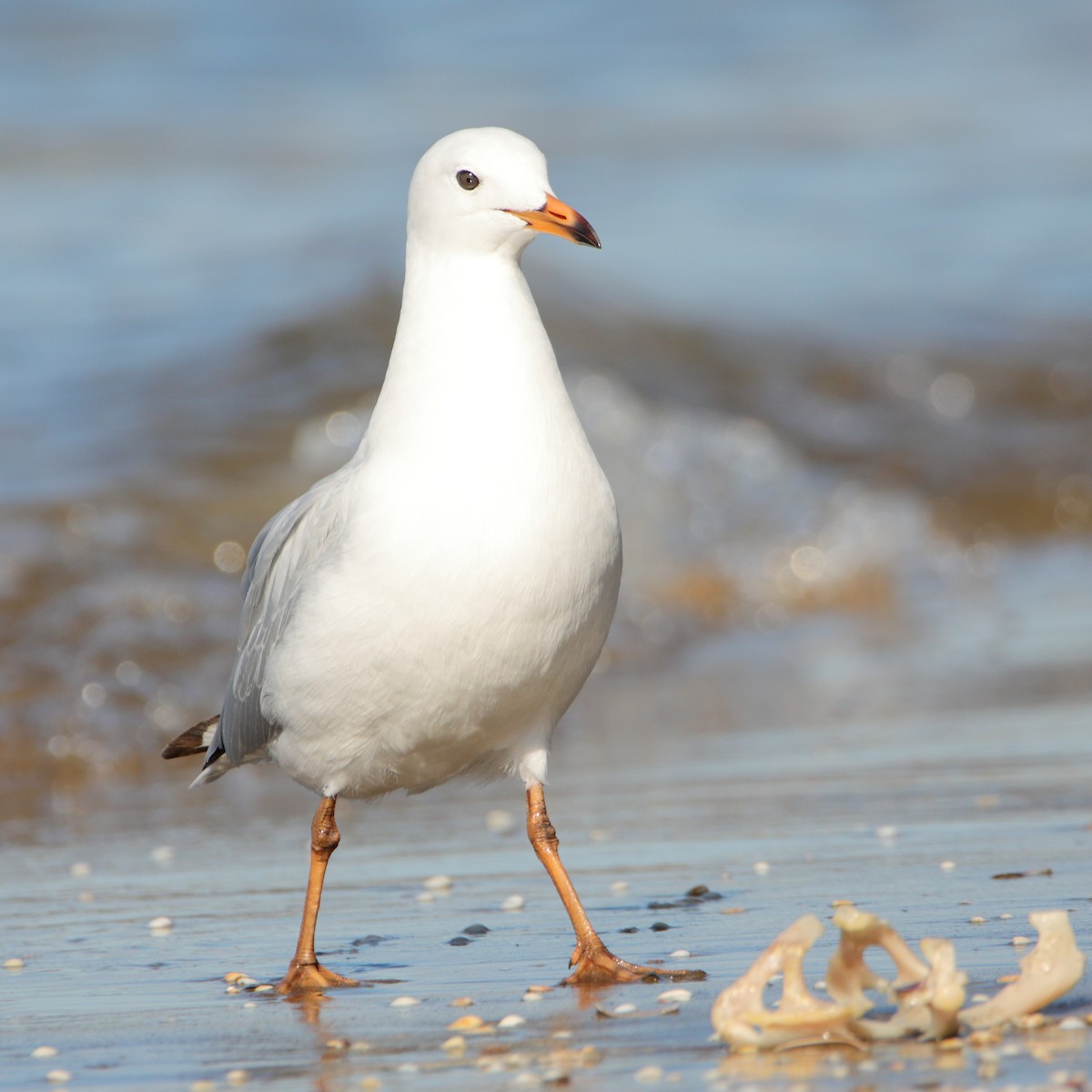 racek australský - ML644688467