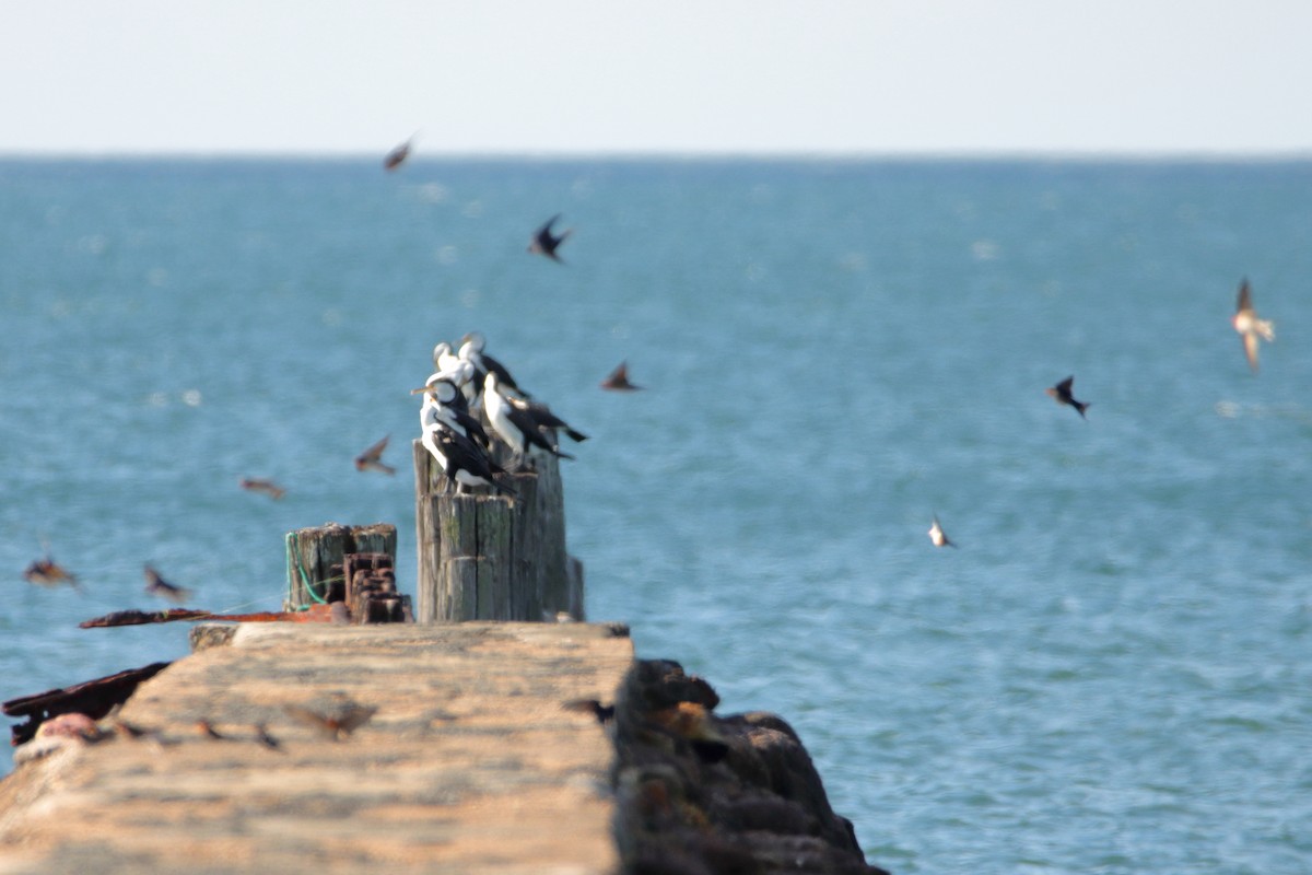 vlaštovka šedobřichá - ML644688476