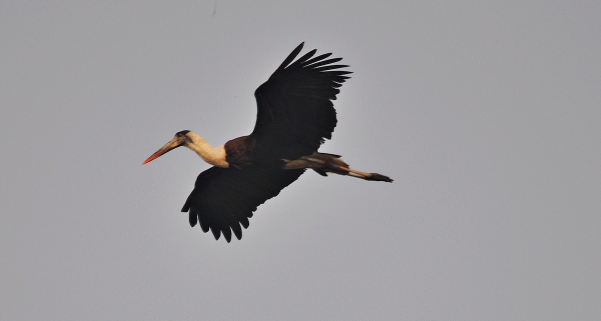 Asian Woolly-necked Stork - ML644688478
