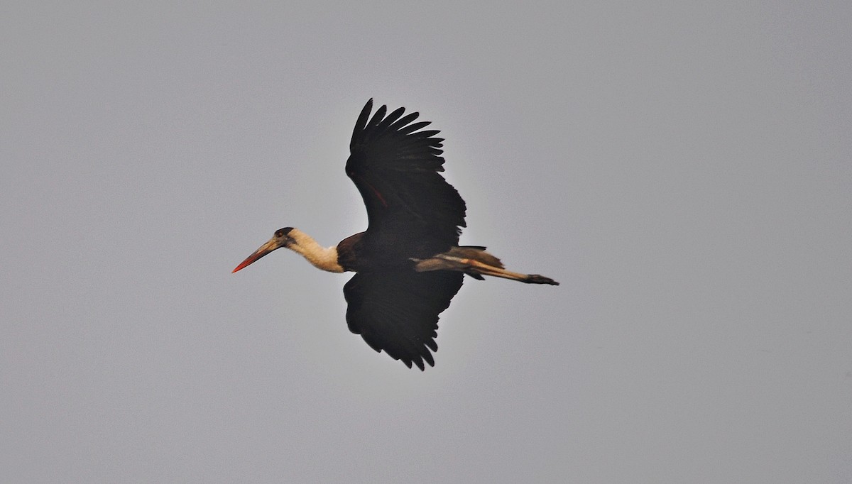 Asian Woolly-necked Stork - ML644688480