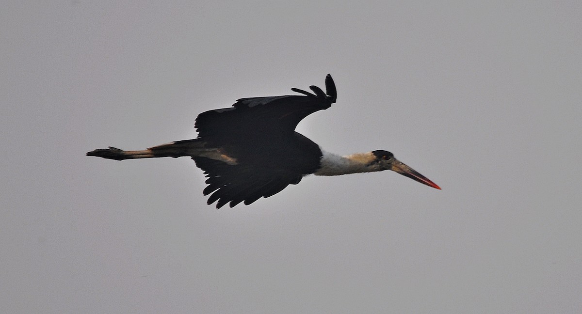 Asian Woolly-necked Stork - ML644688481
