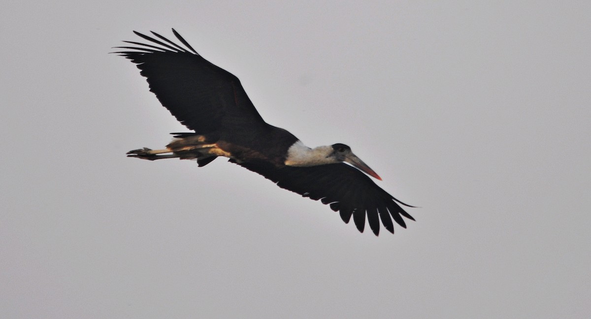 Asian Woolly-necked Stork - ML644688482