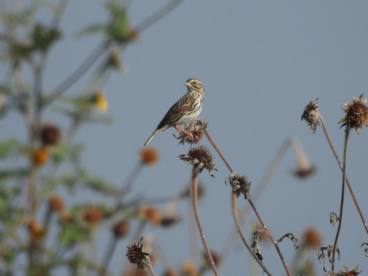 Пасовник савановий - ML644688484