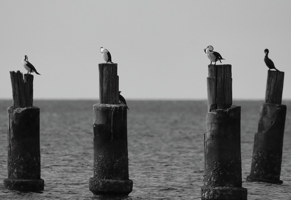 kormorán pestrý - ML644688485