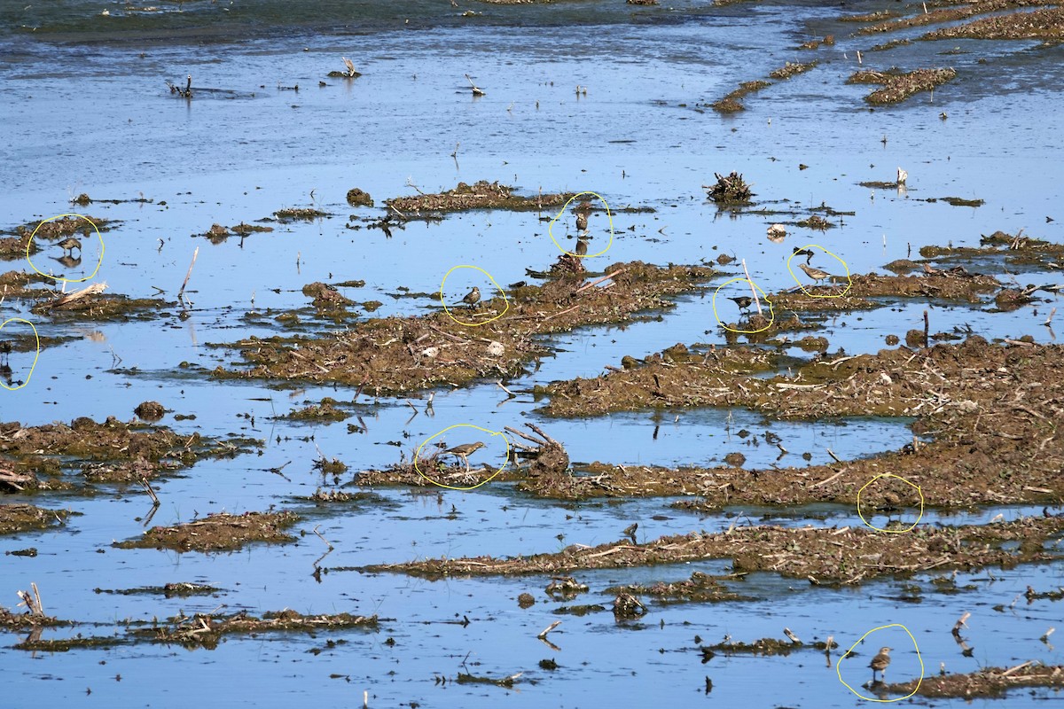 American Pipit - ML644688487