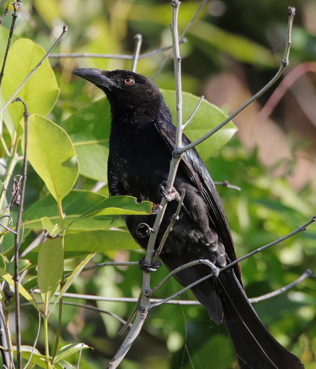 drongo vločkoprsý - ML644688488