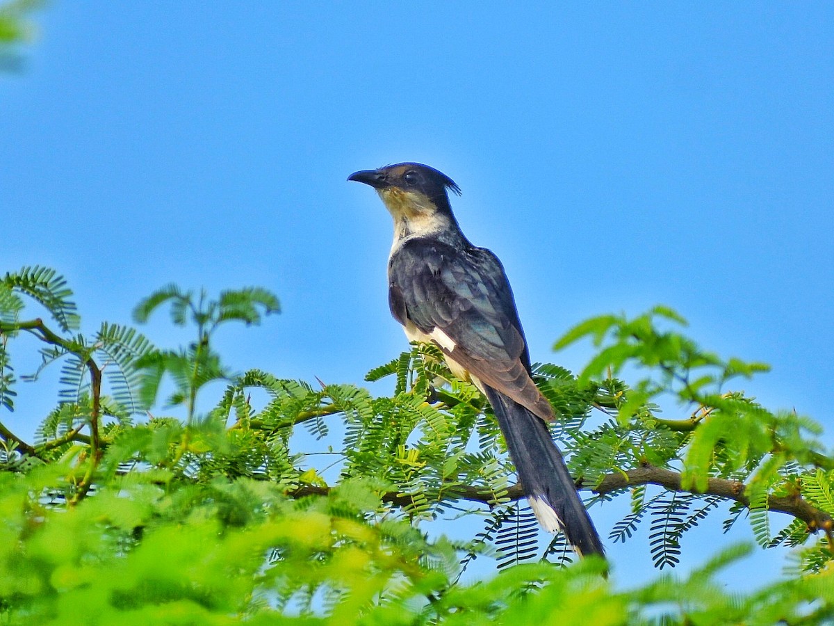 jakobinergjøk - ML644688501