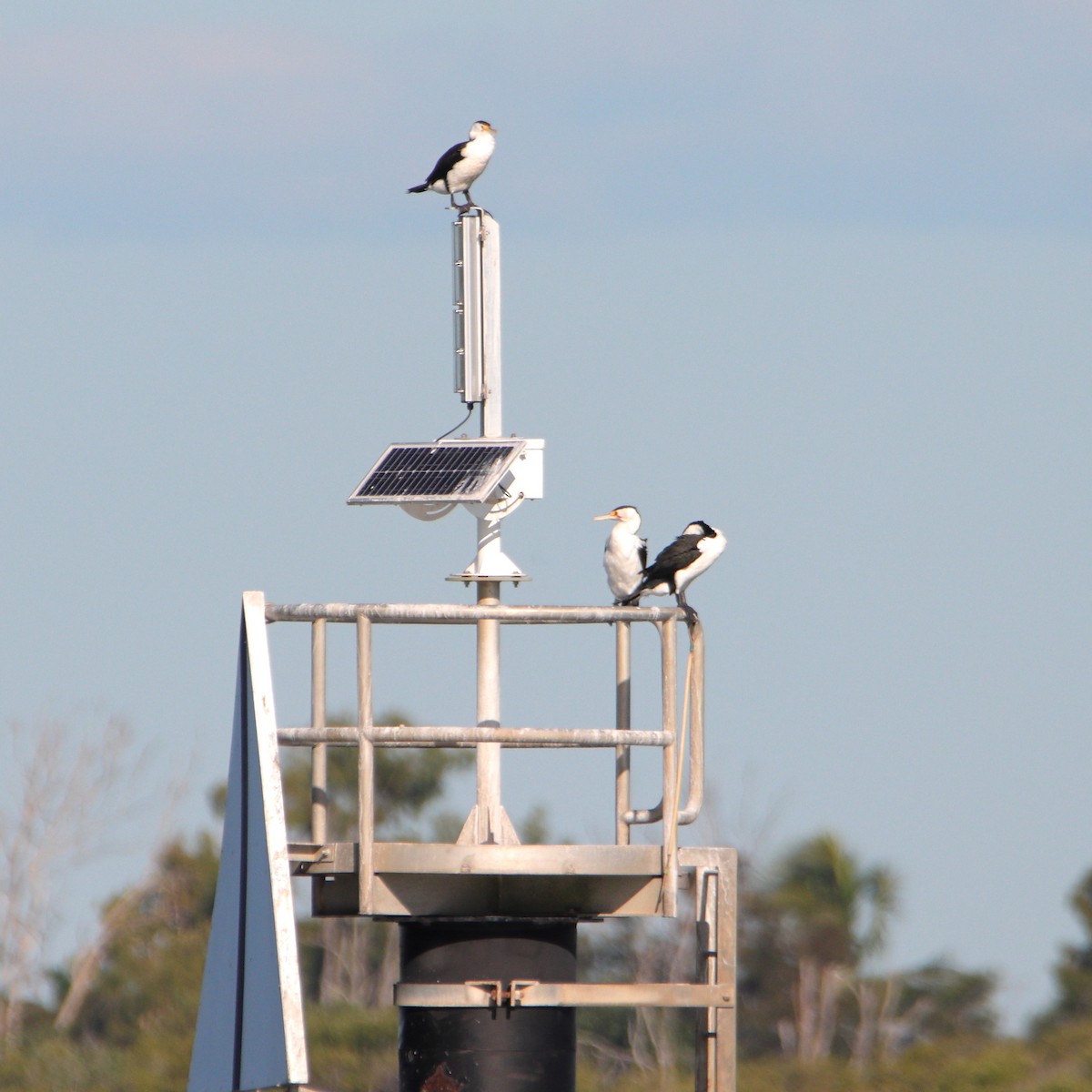 kormorán pestrý - ML644688520