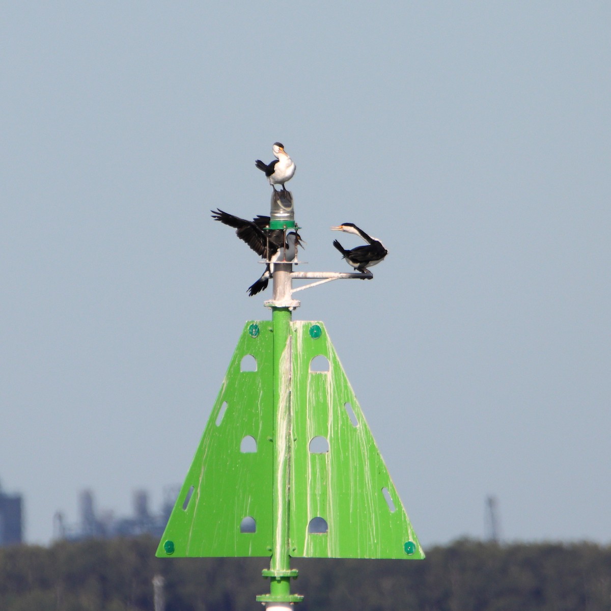 kormorán pestrý - ML644688521