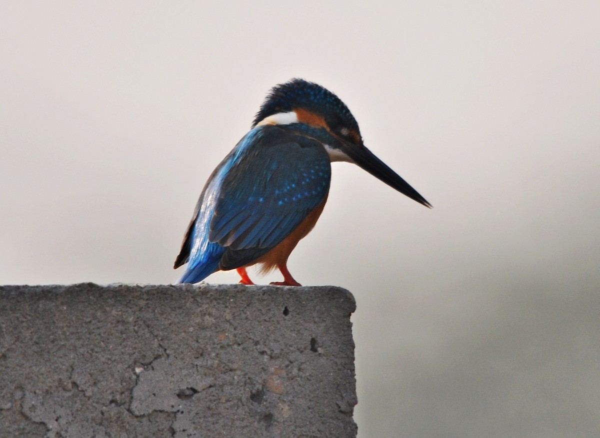 ledňáček říční - ML644688526