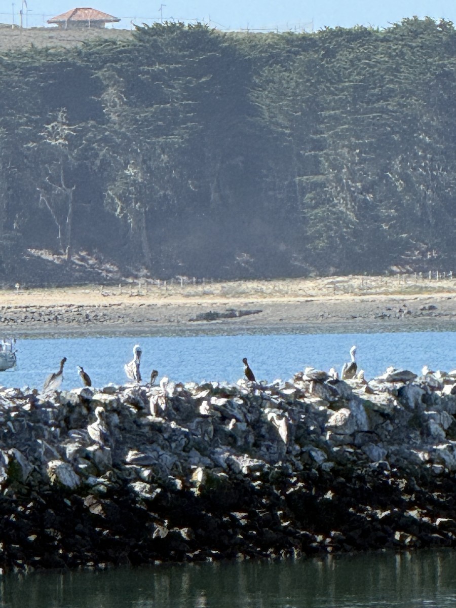 Brown Pelican - ML644688531