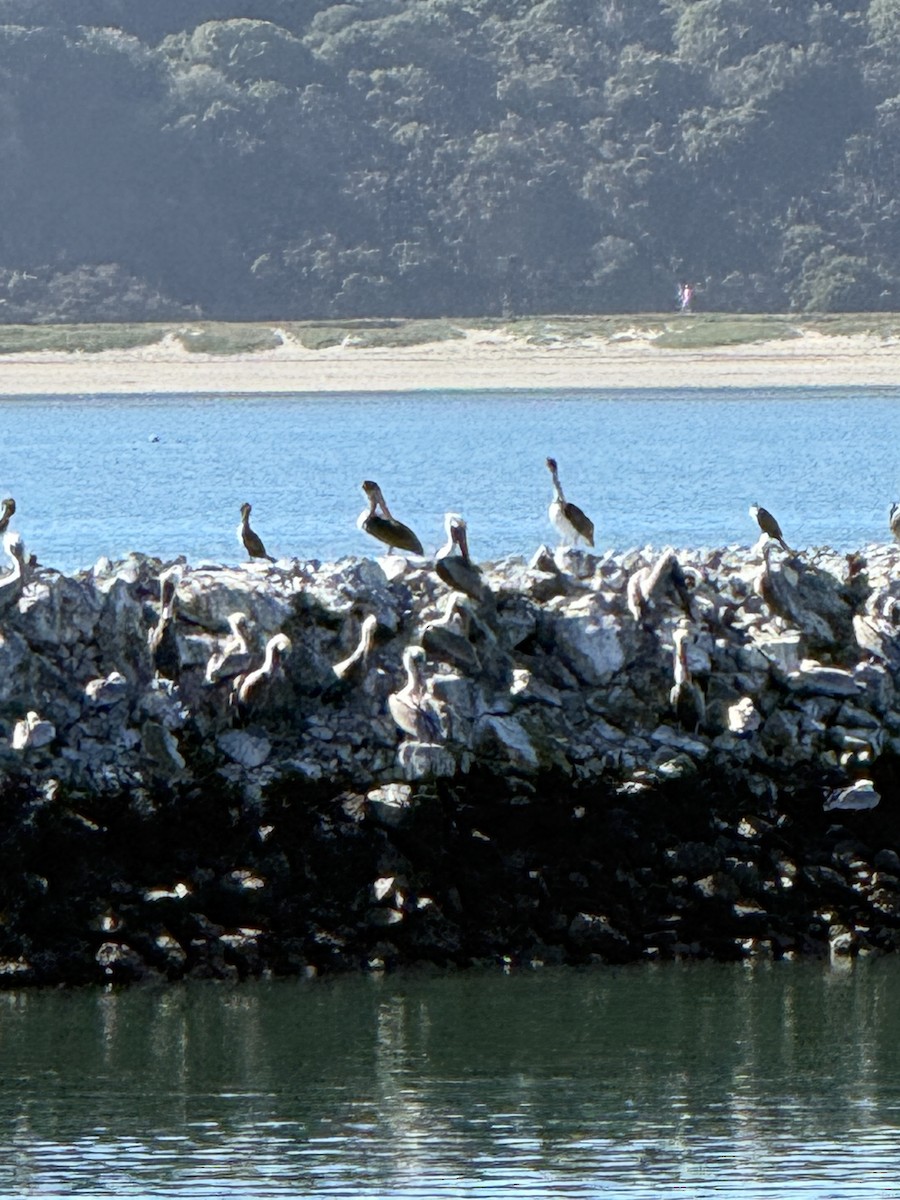Brown Pelican - ML644688532