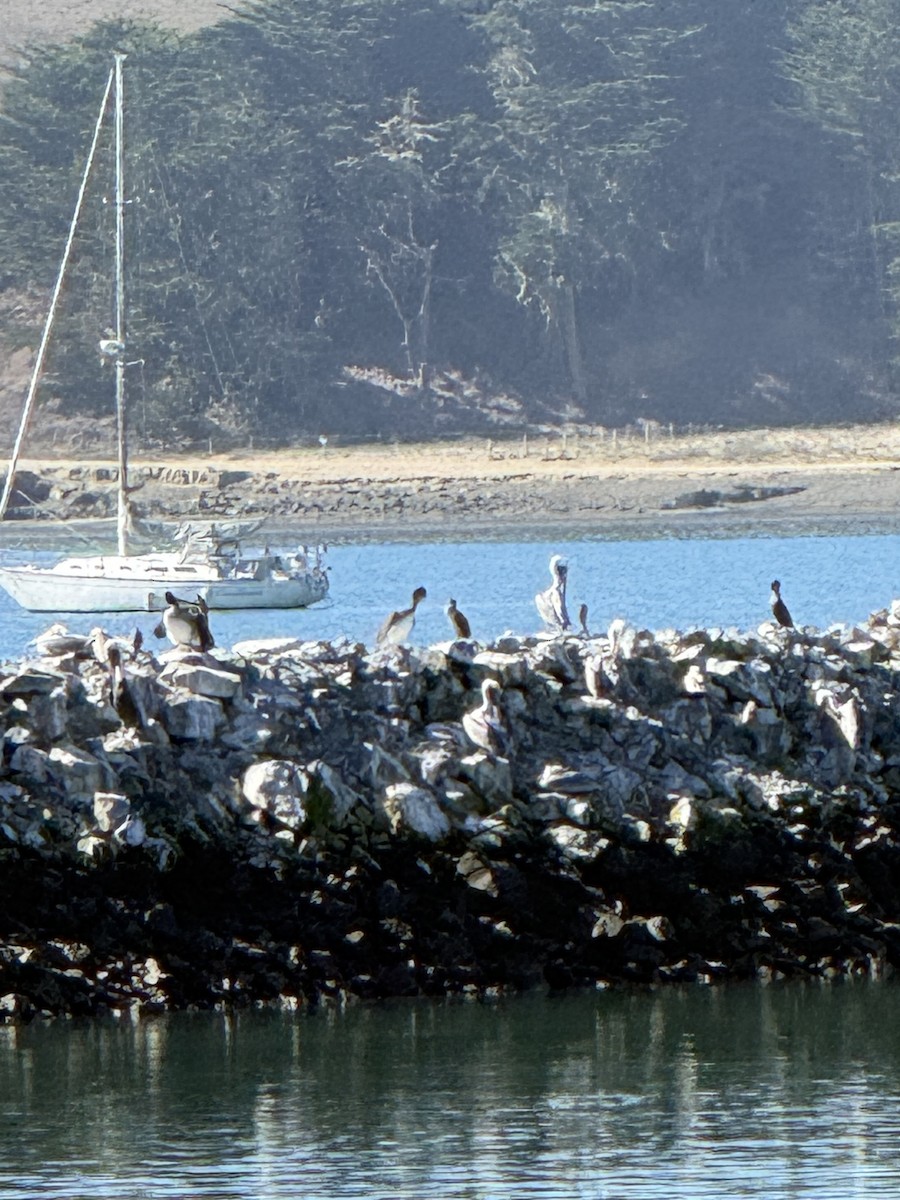 Brown Pelican - ML644688533