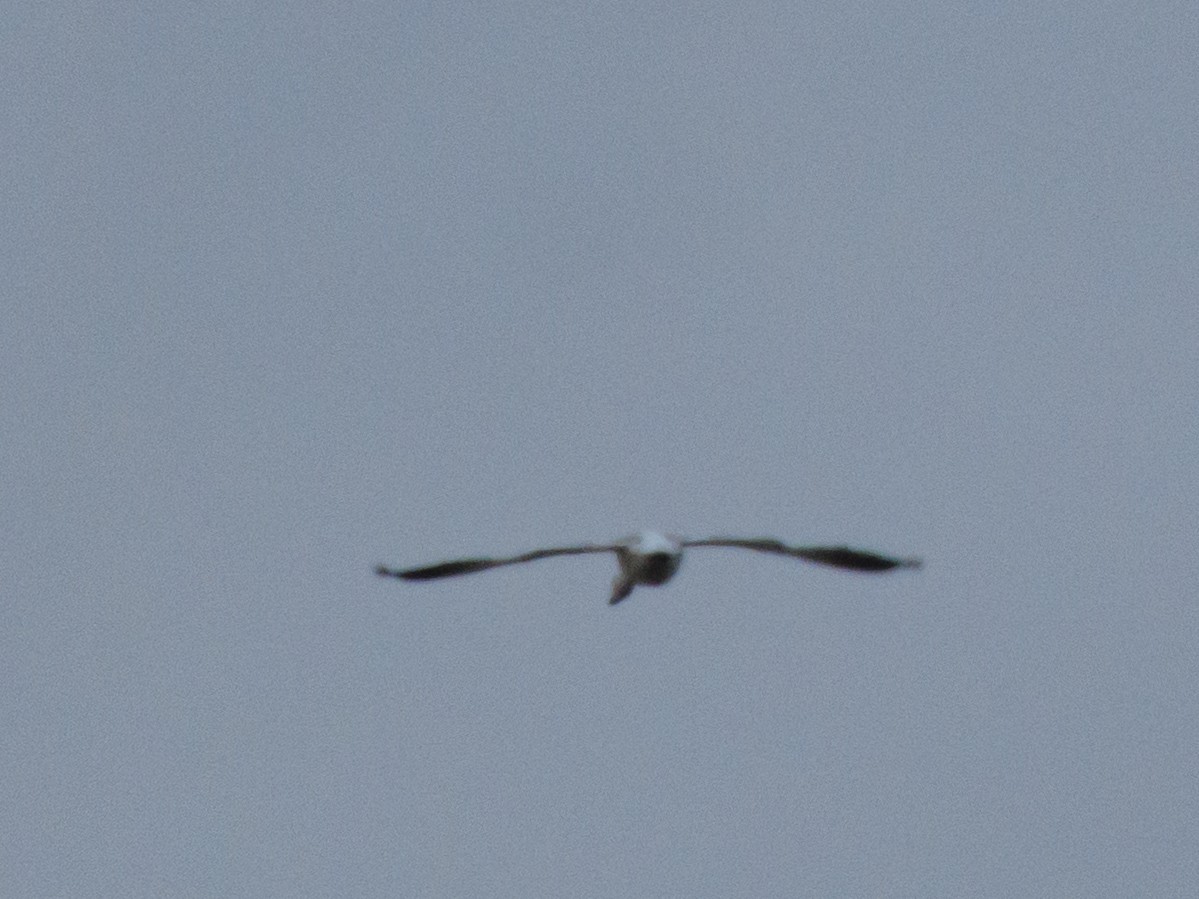 Snow Goose - ML644688535