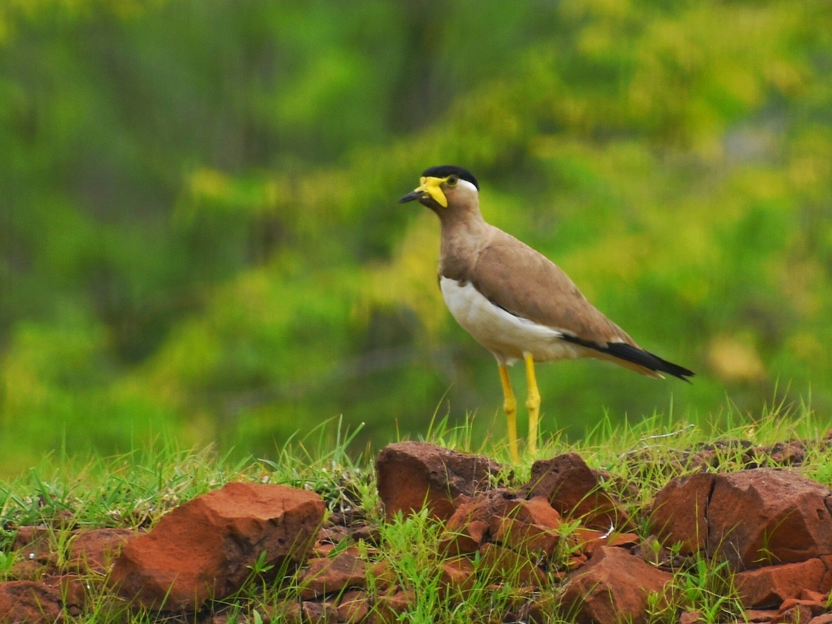 hinduvipe - ML644688536