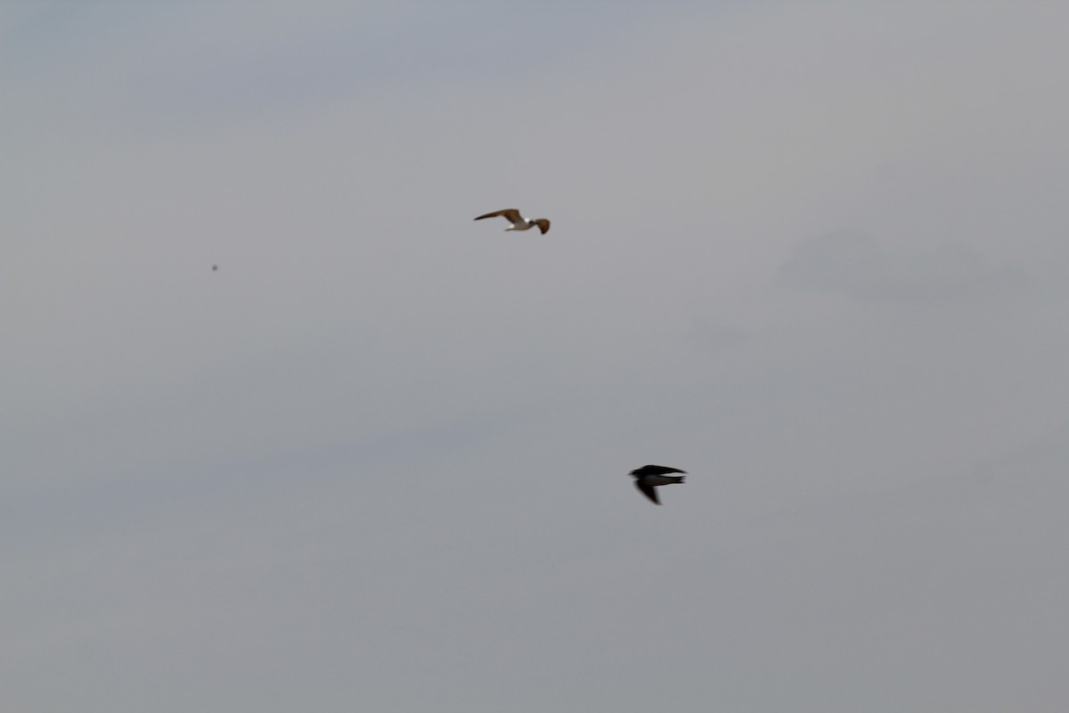 Мартин сіроголовий - ML644688537