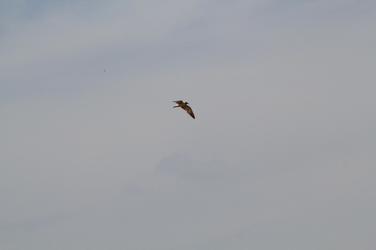 Мартин сіроголовий - ML644688538