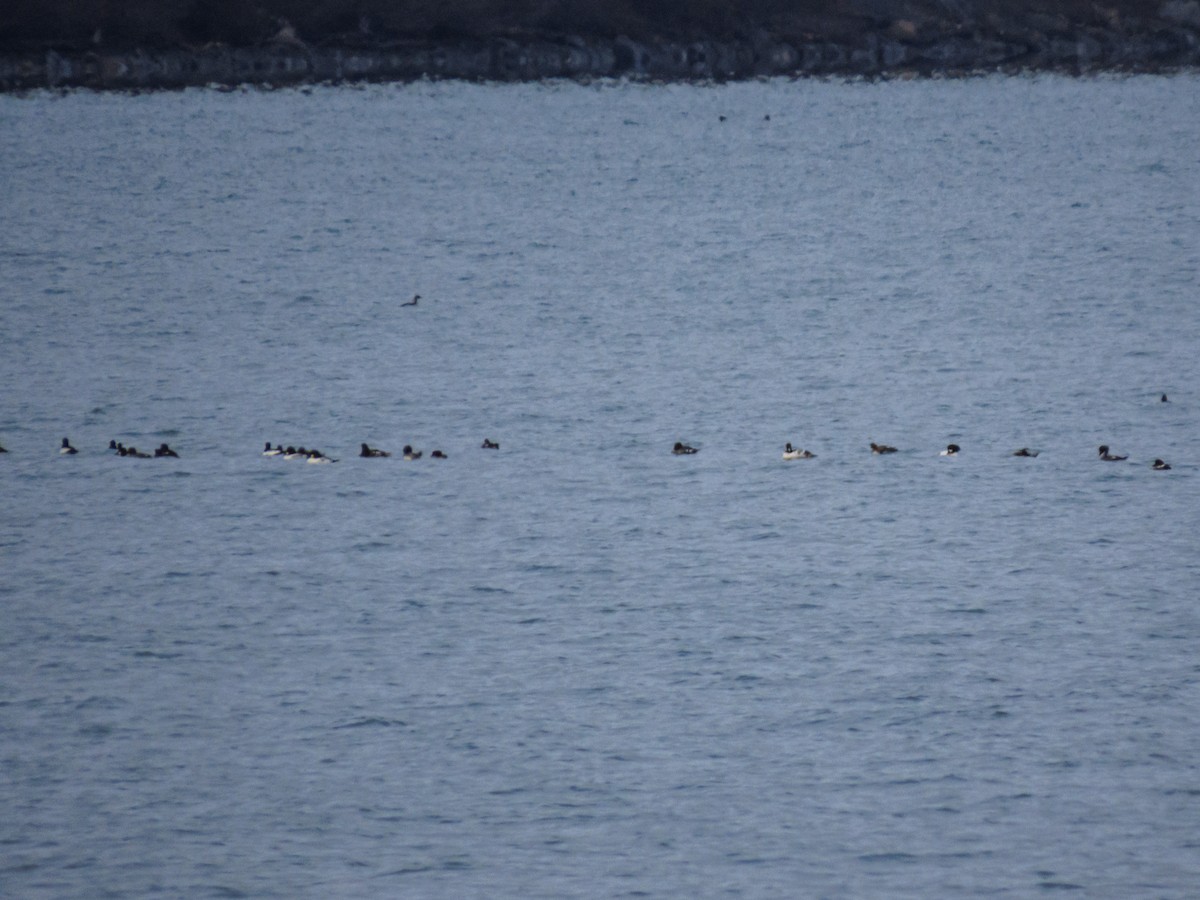 鵲鴨 - ML644688541