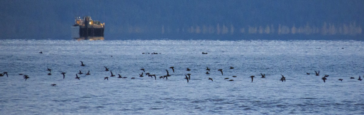 短尾水薙鳥 - ML644688553