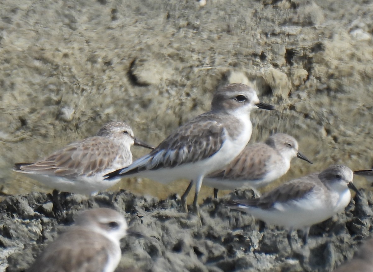 Chorlitejo Tibetano - ML644688555