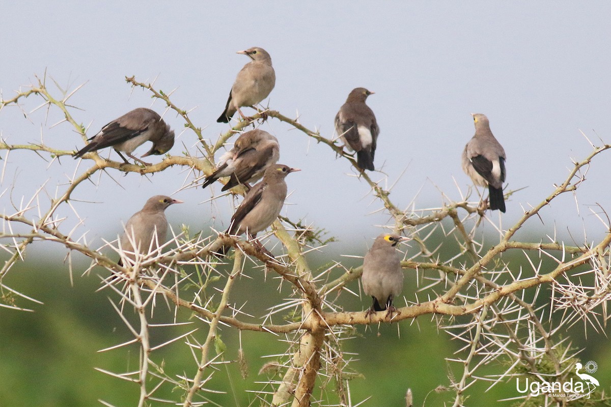 Wattled Starling - ML644688557