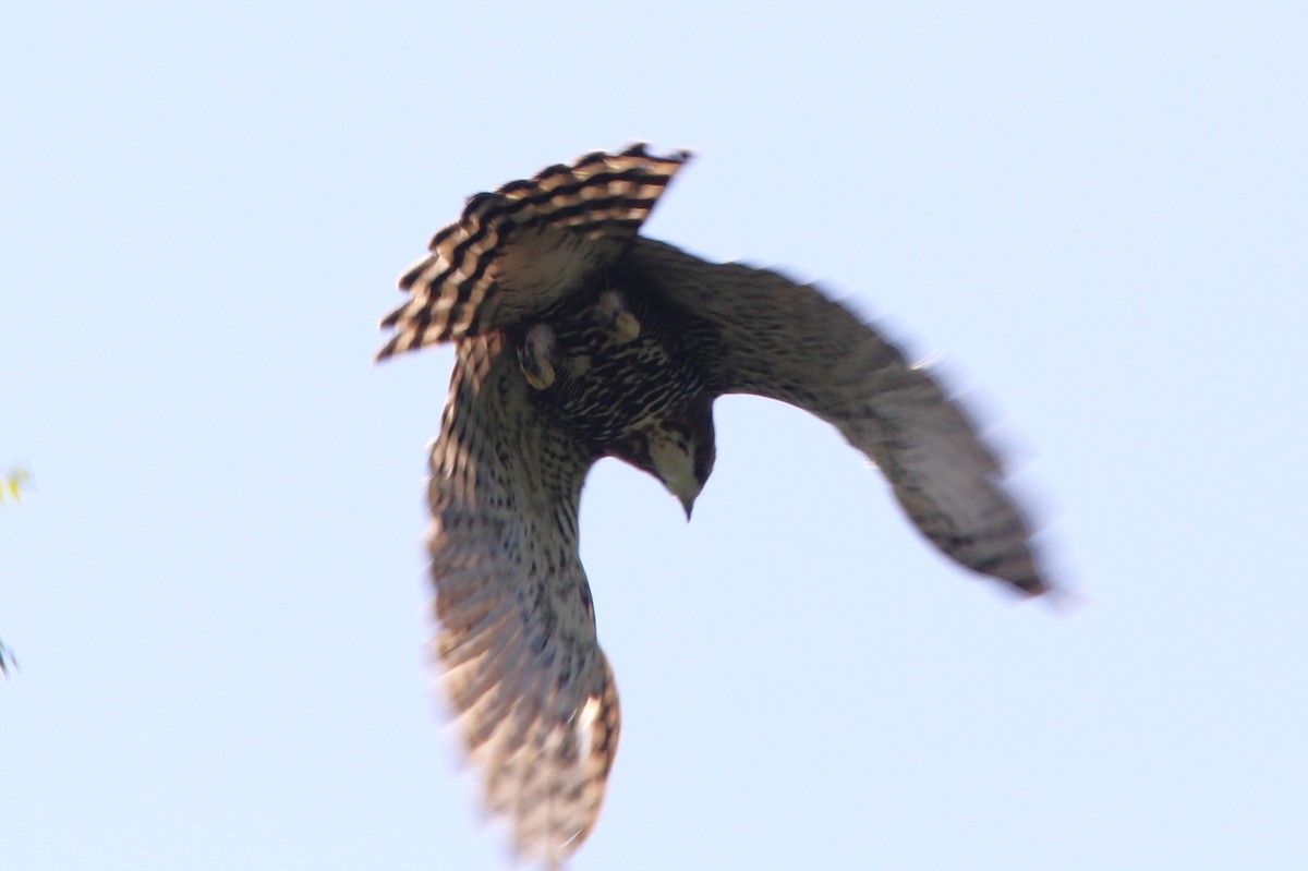 Prachtadler - ML644688564