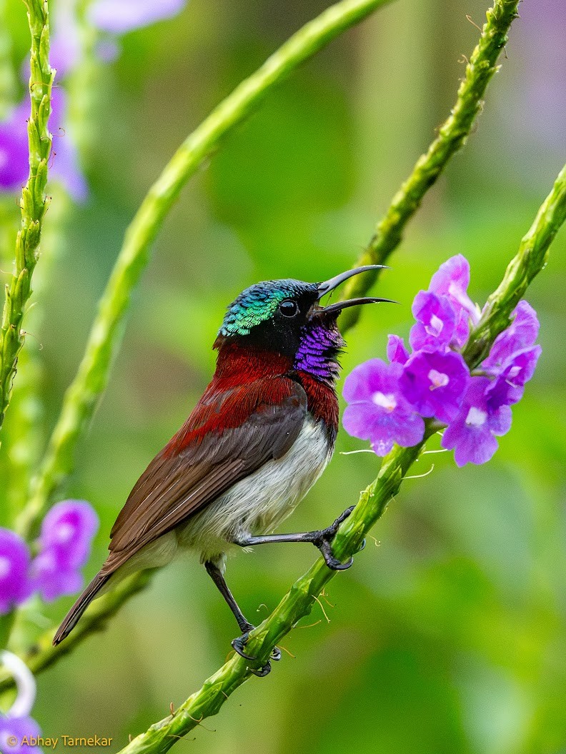 strdimil trpasličí - ML644688565