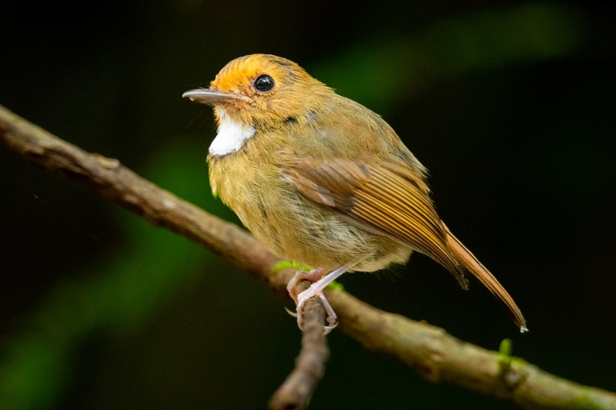 Rufous-browed Flycatcher - ML644688566