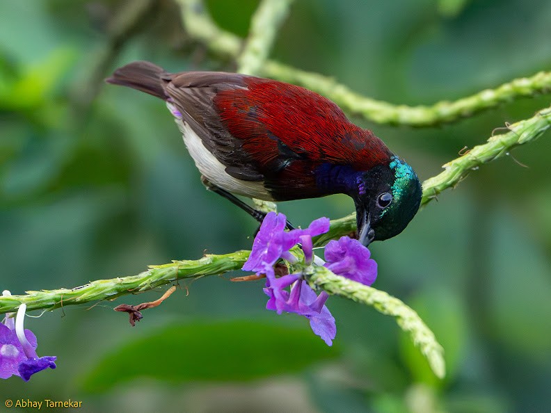 strdimil trpasličí - ML644688567