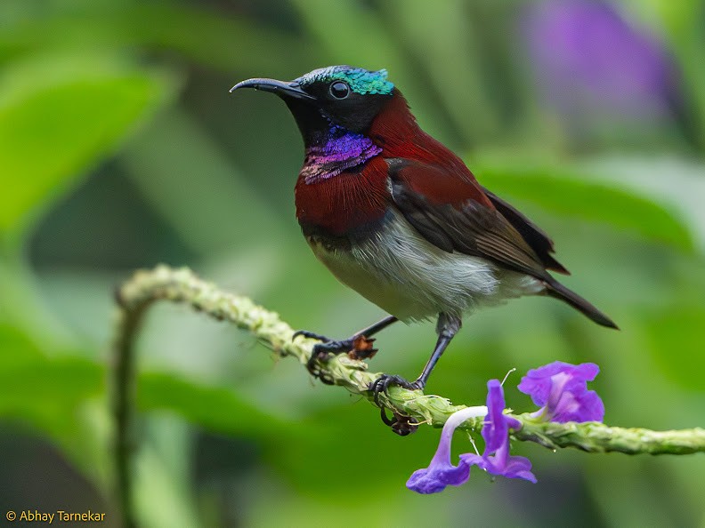 strdimil trpasličí - ML644688568