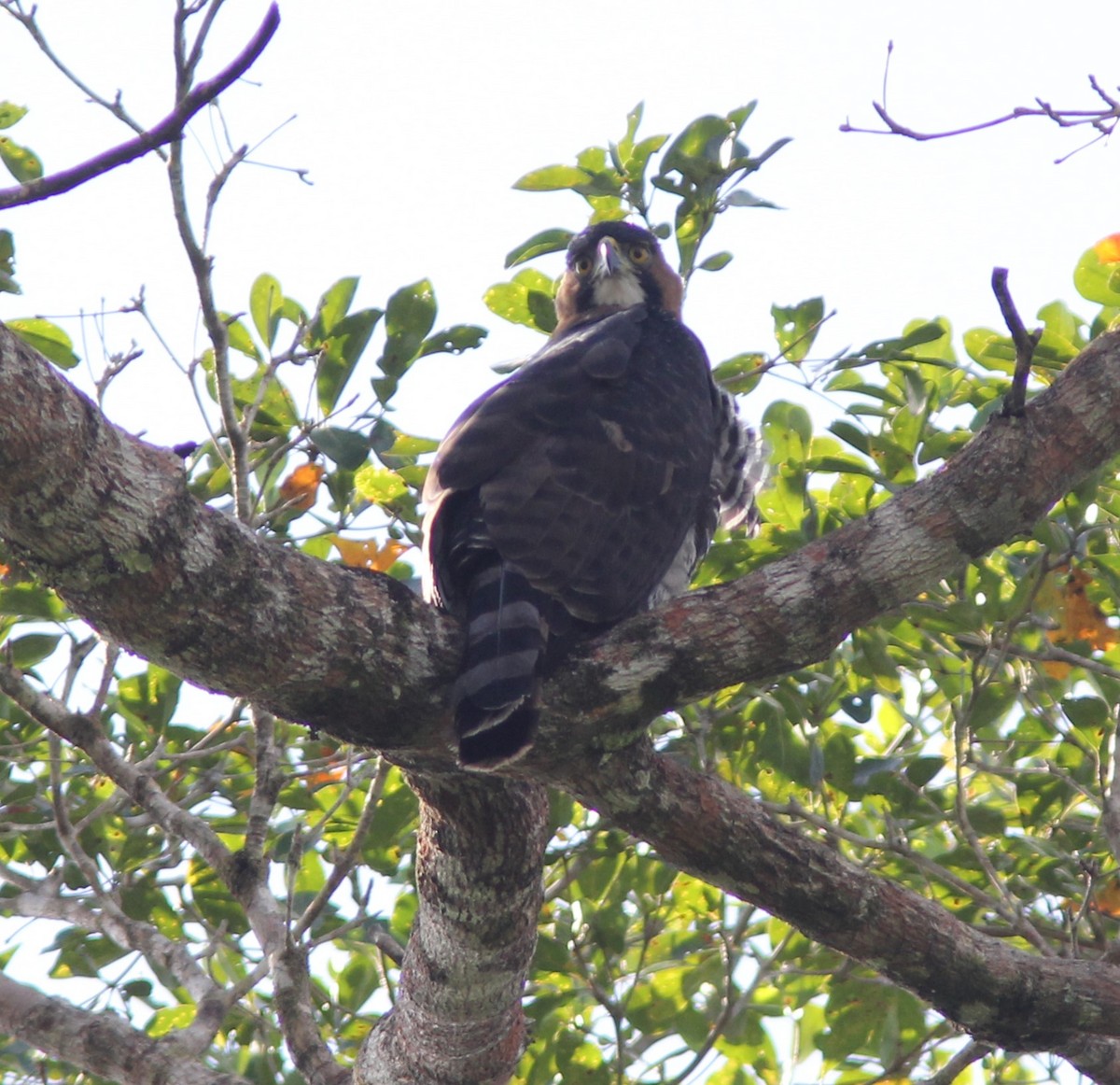 orel zdobený - ML644688570